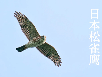 百多种鸟儿过境或越冬扬州