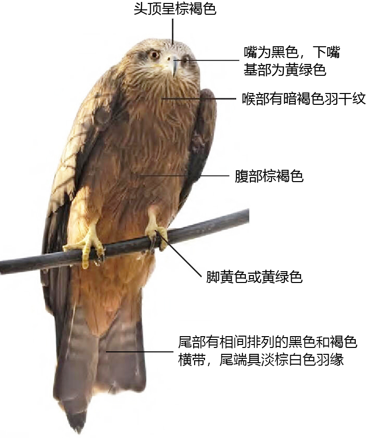 黑鸢形态特征图