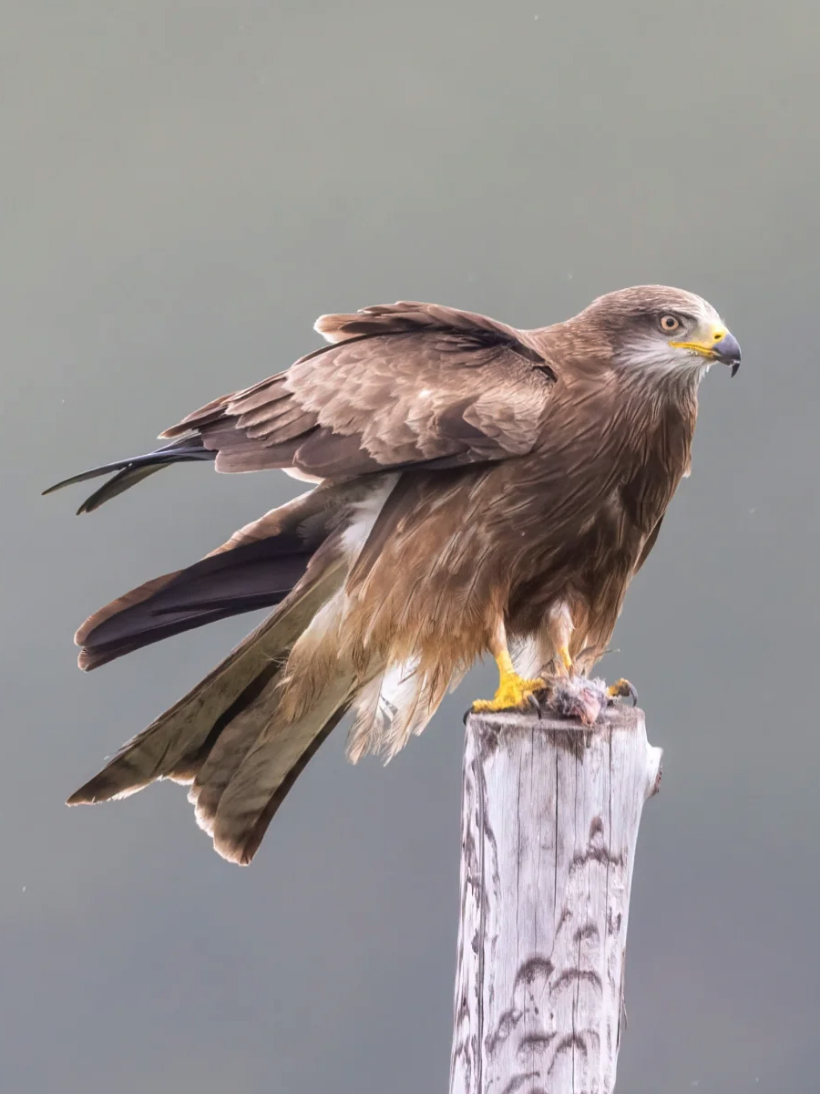 黑鸢在树干上啄食捕获的猎物