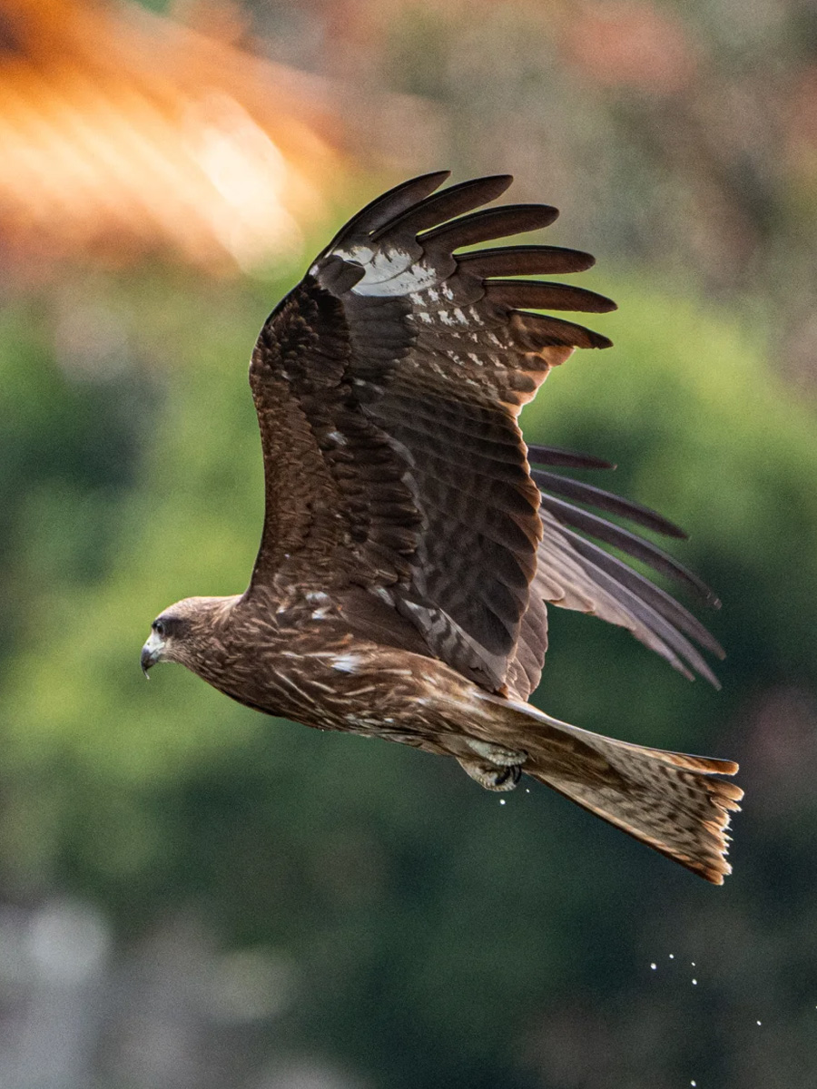翼下有明显大白斑