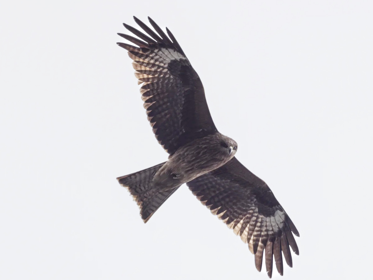 空中盘旋的黑鸢