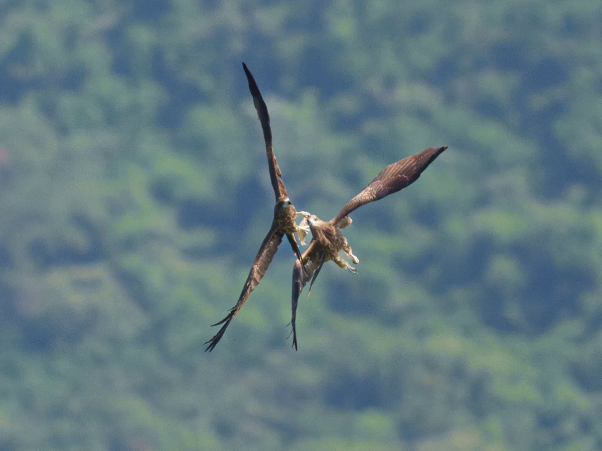 两只黑鸢在空中打斗争抢食物
