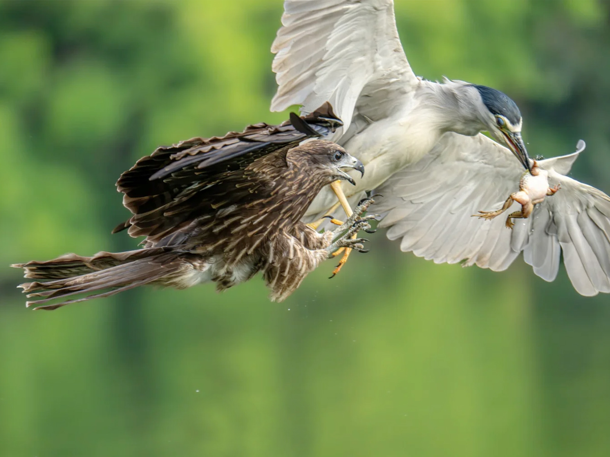 黑鸢从夜鹭口中抢夺青蛙