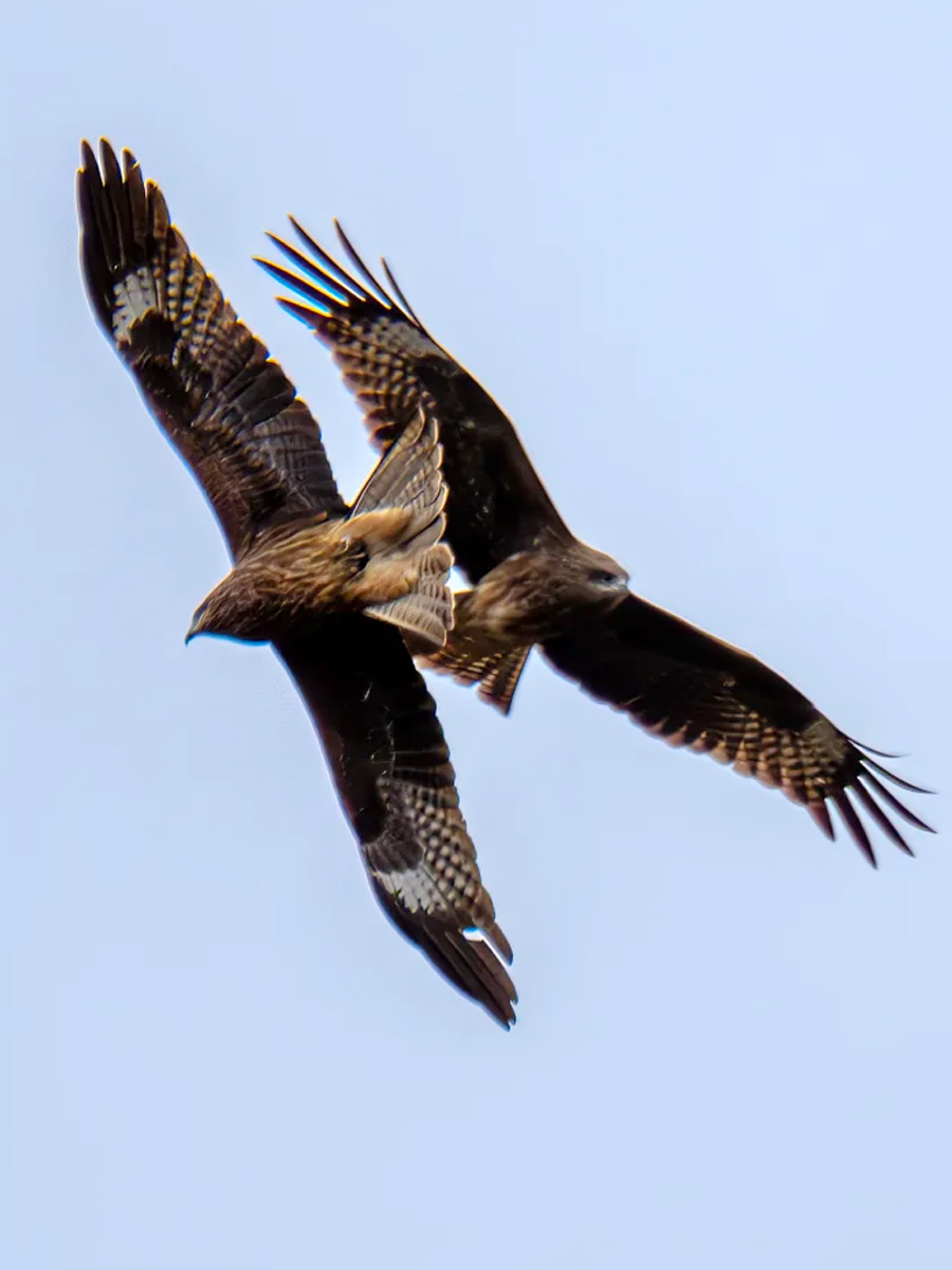 两只黑鸢在空中盘旋