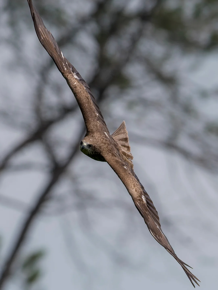 黑鸢展翼飞行时身体水平呈黑褐色缎面