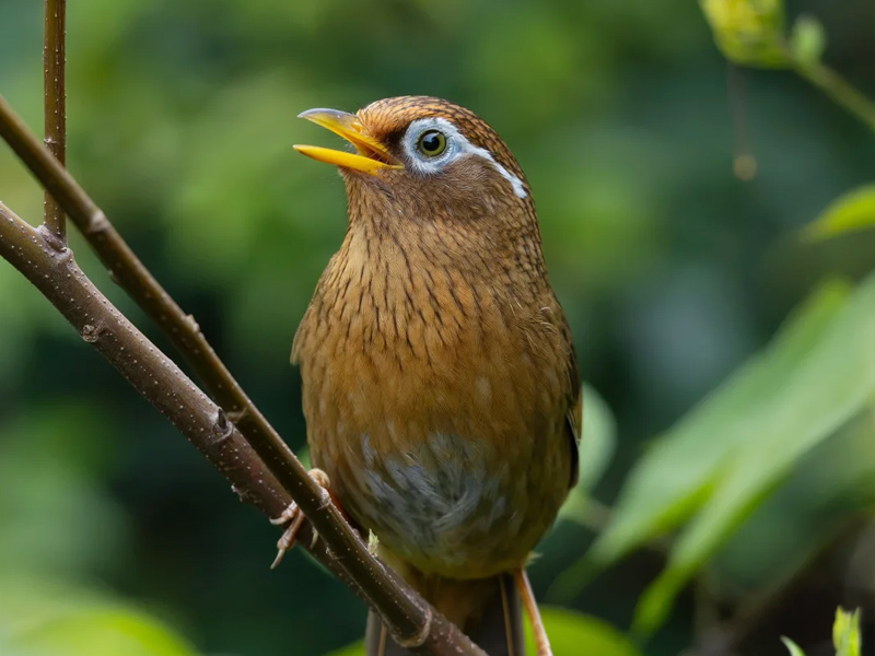 真实画眉母鸟叫声mp3