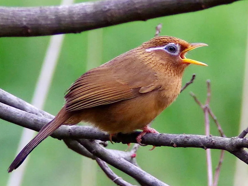 高质量画眉母鸟叫声