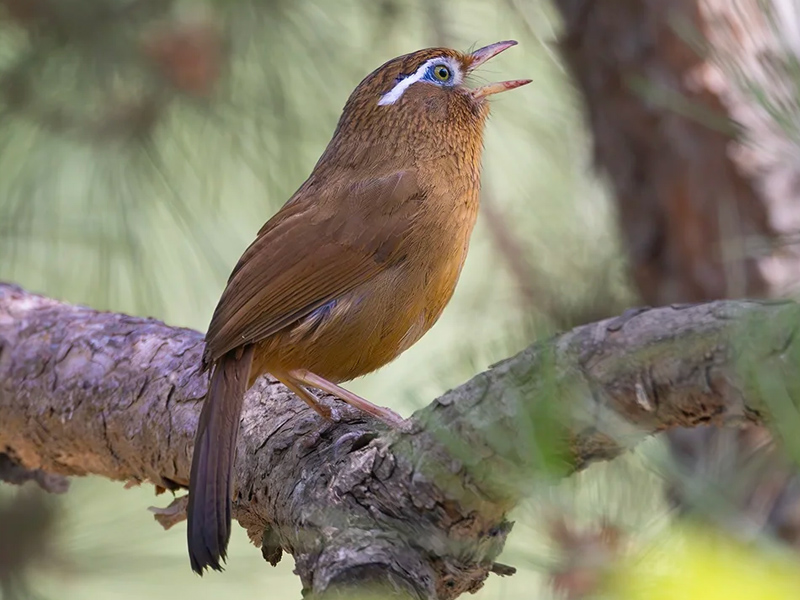 母画眉发情叫声 画眉鸟叫声母音欣赏