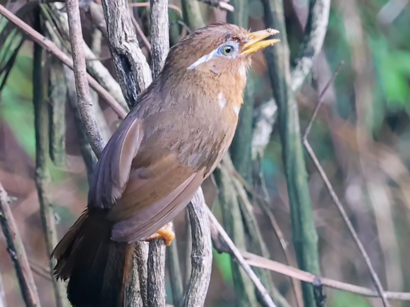 野生母画眉鸟叫声
