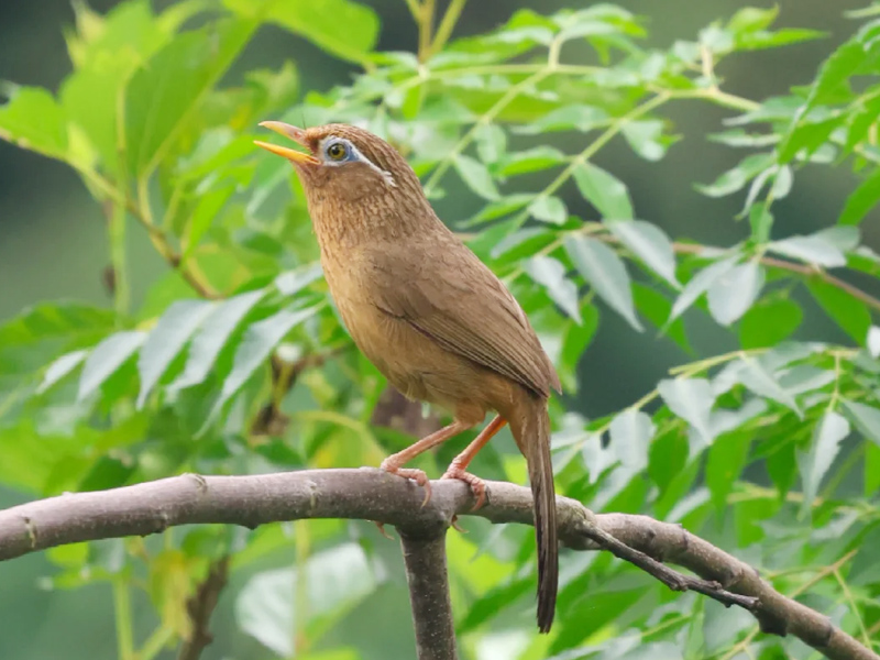 9s嘹亮画眉母鸟鸣叫声  公眉必应