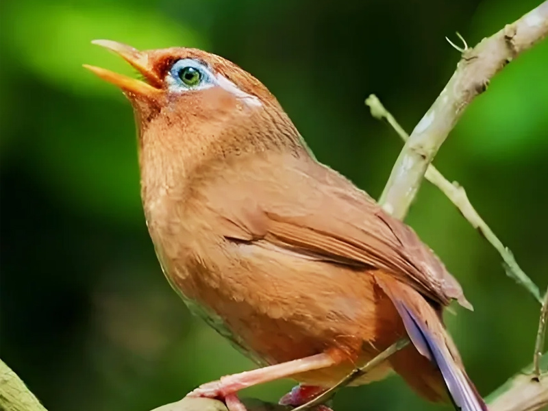 悦耳动听画眉母鸟叫声