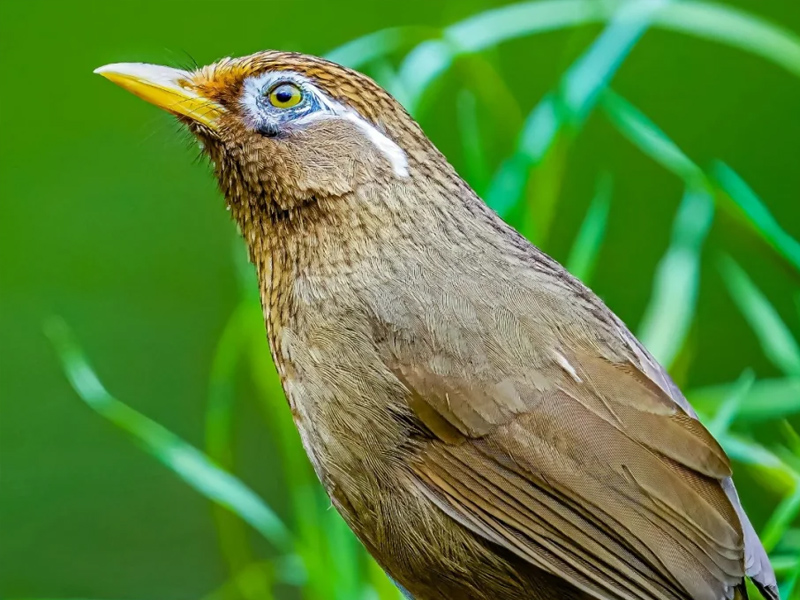 野外画眉母鸟叫声 打口提性